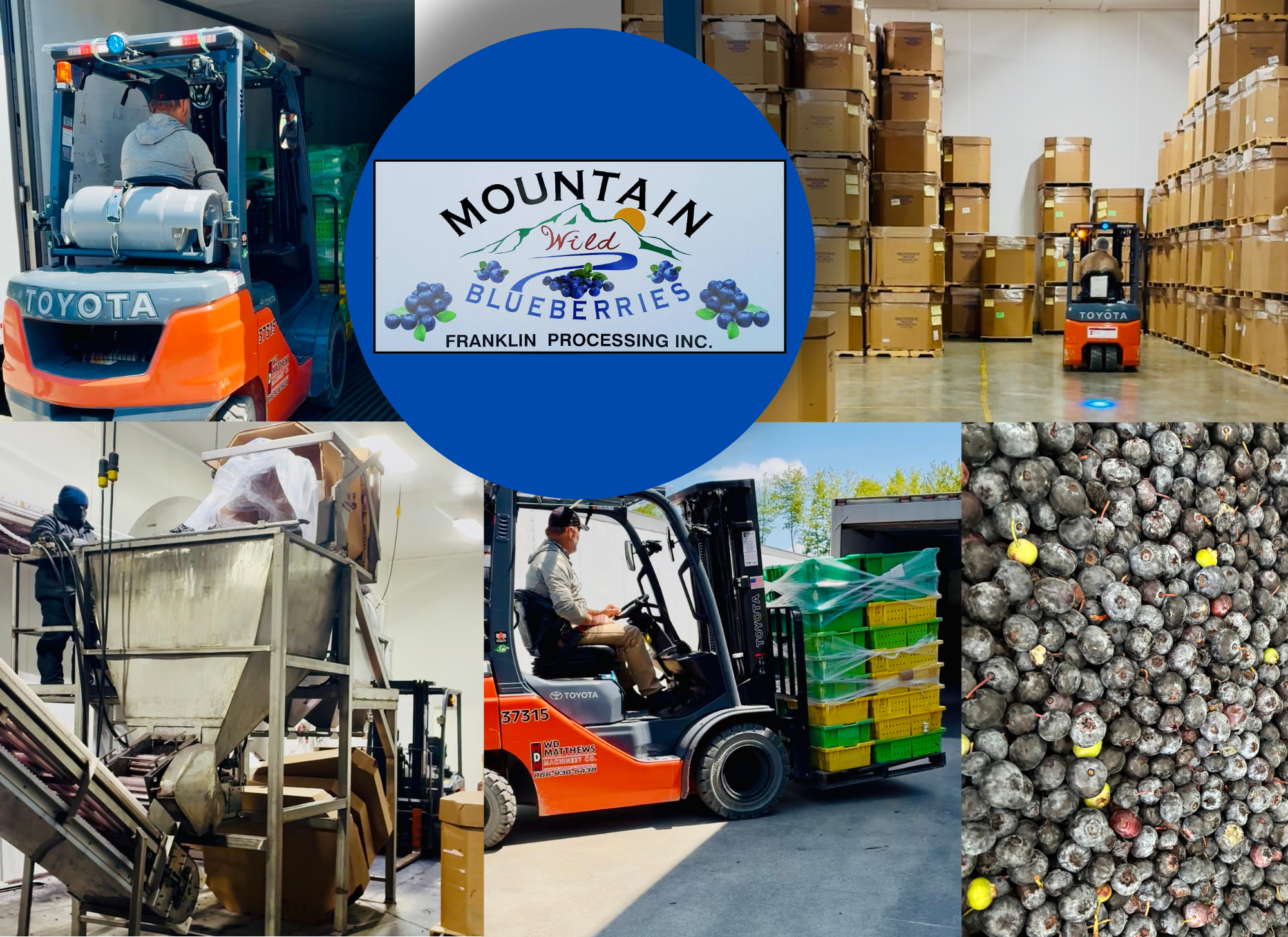 Wild Blueberry Processing in Franklin, Maine